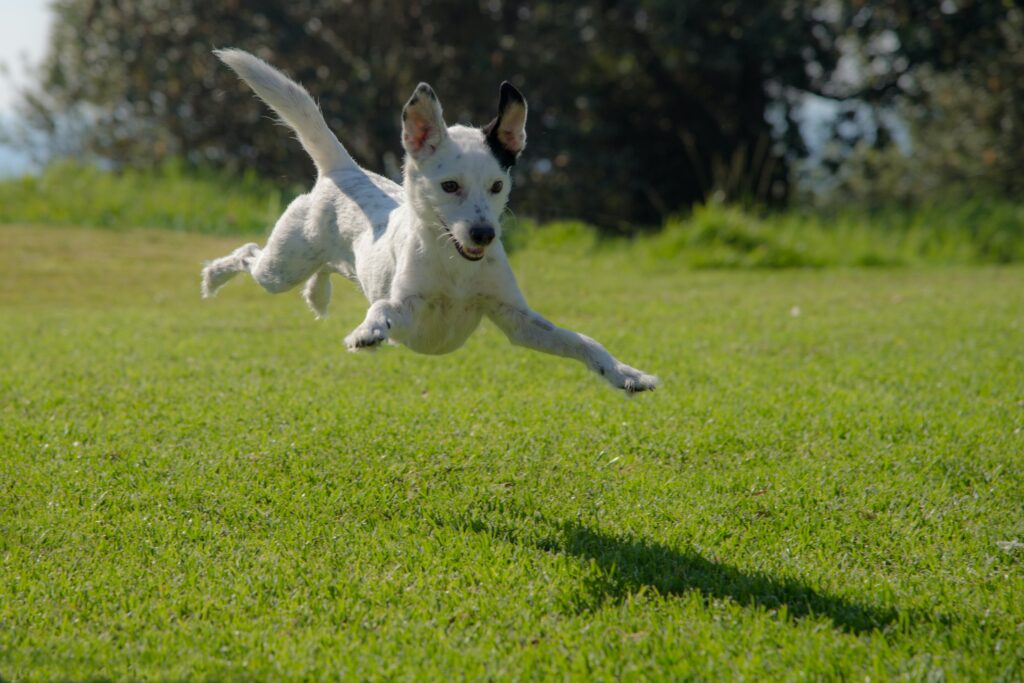 芝生で走る犬