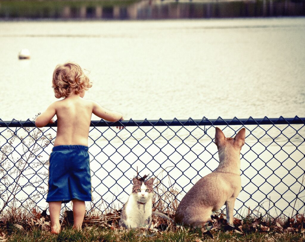 フェンスと猫、子ども、犬