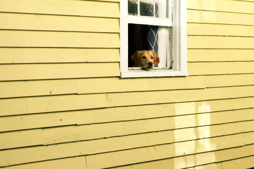 窓からのぞく犬