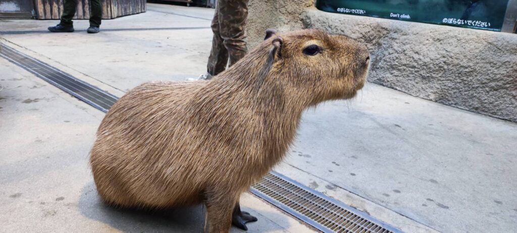 カピバラ