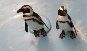 ペンギン