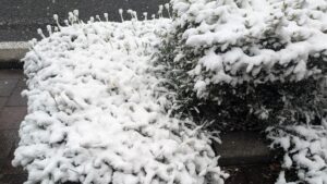 雪の植え込み